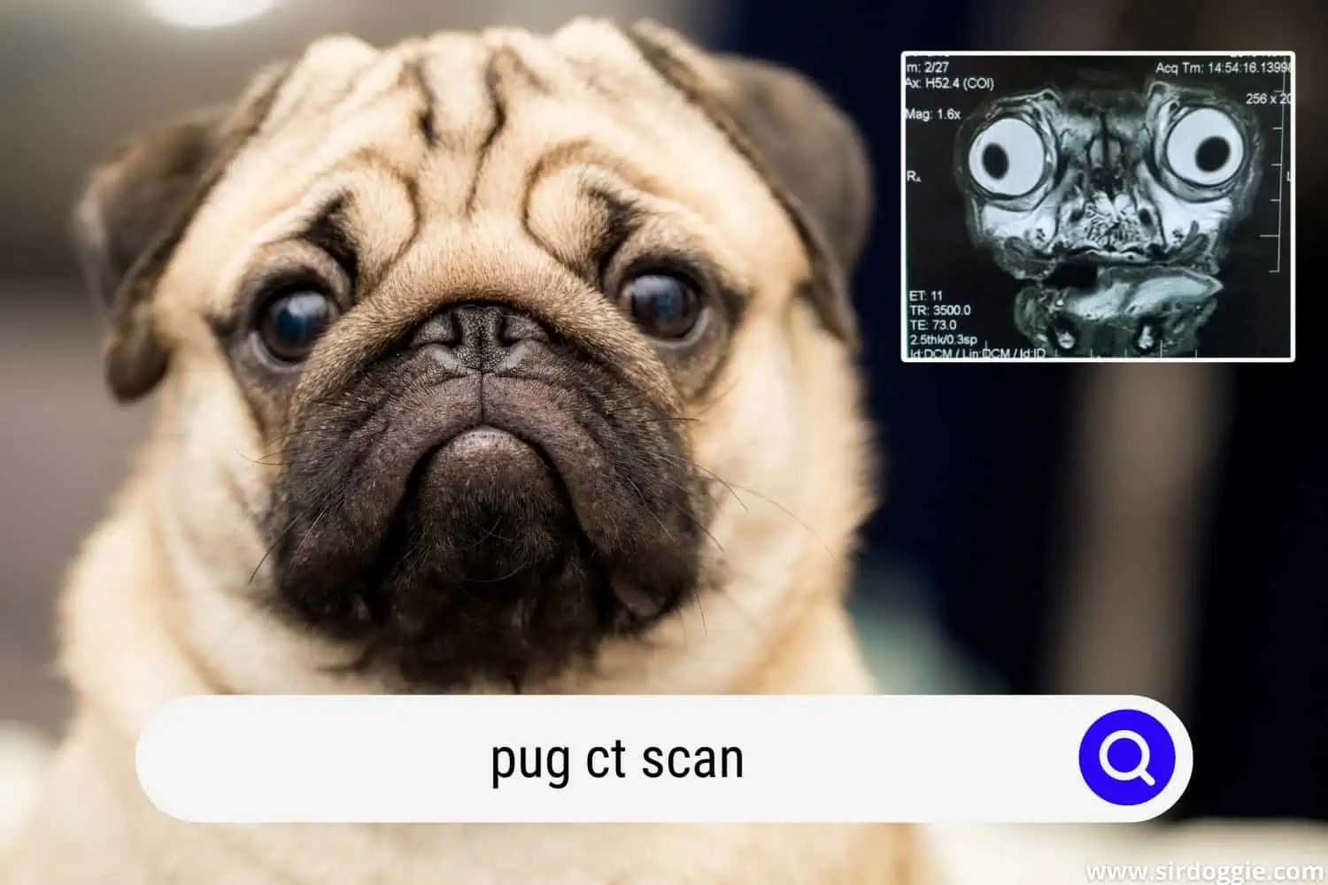 pug ct scan