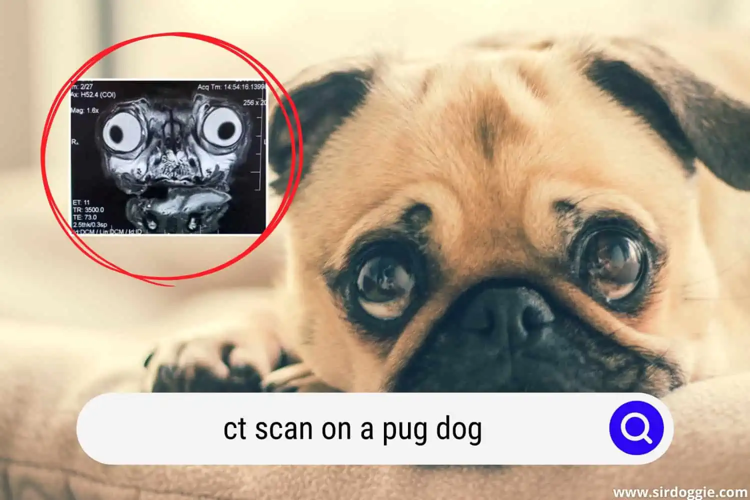 ct scan on a pug dog