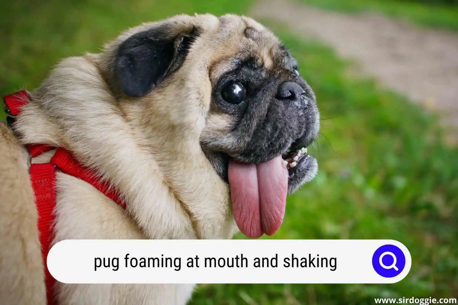 pug foaming at mouth and shaking