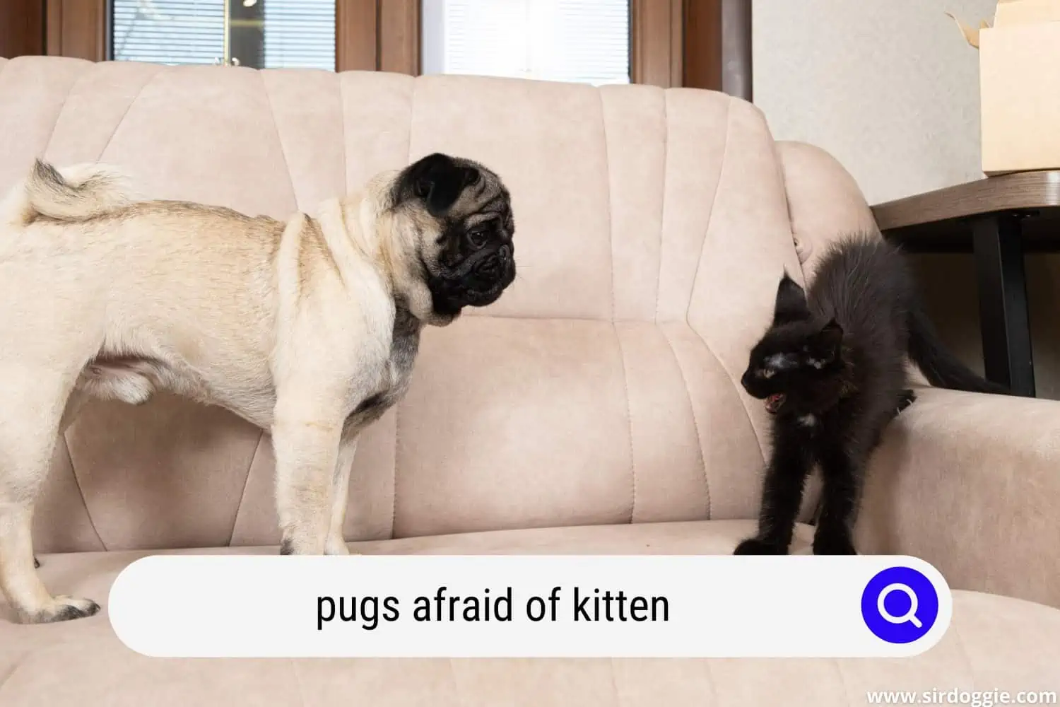 pugs afraid of kitten