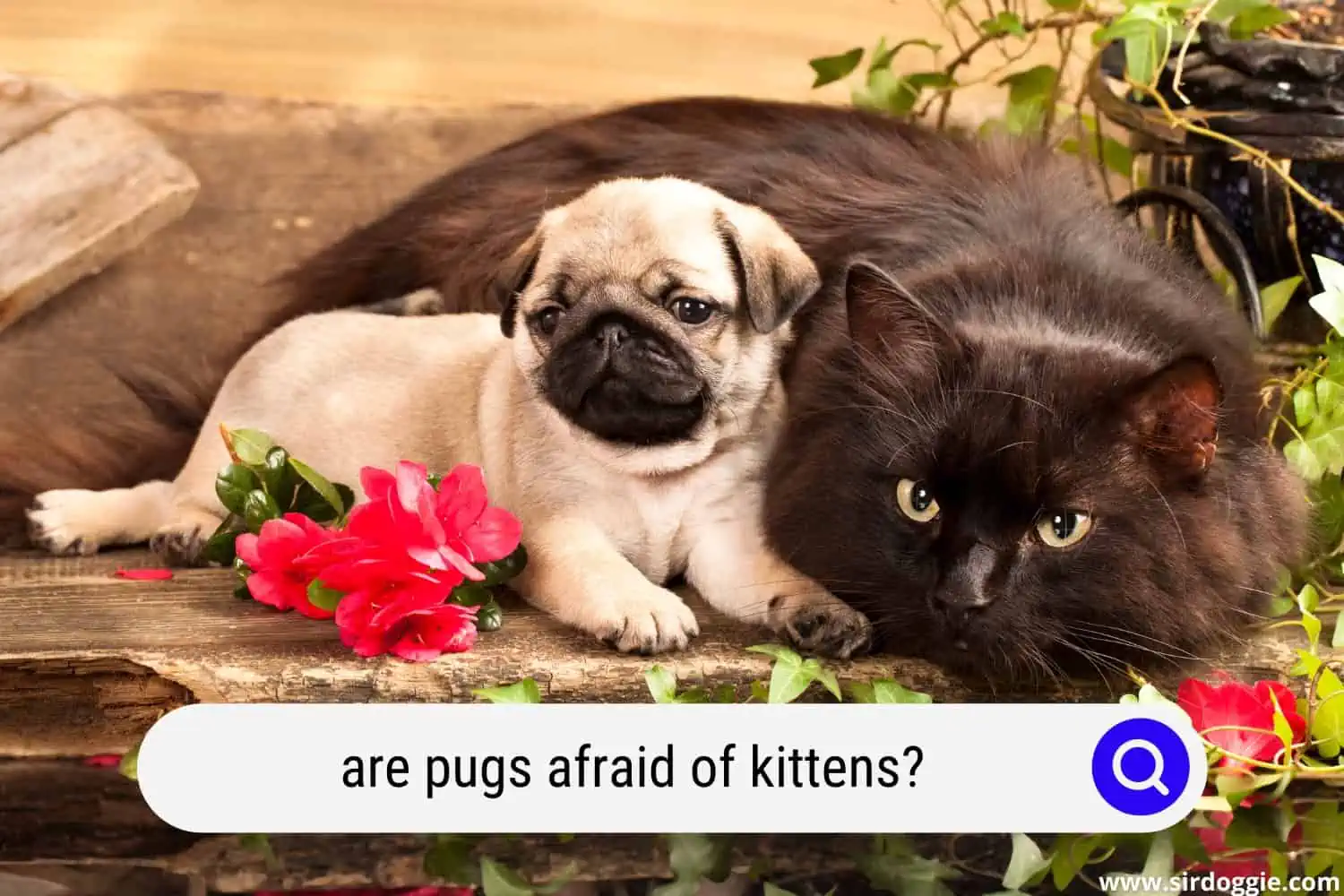 are pugs afraid of kittens?