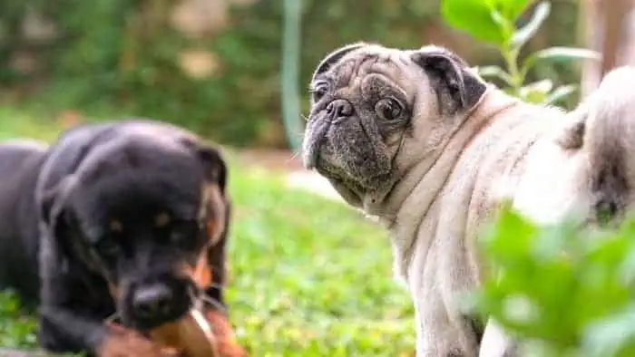 pugs have a habit of chasing the larger, more ferocious dogs