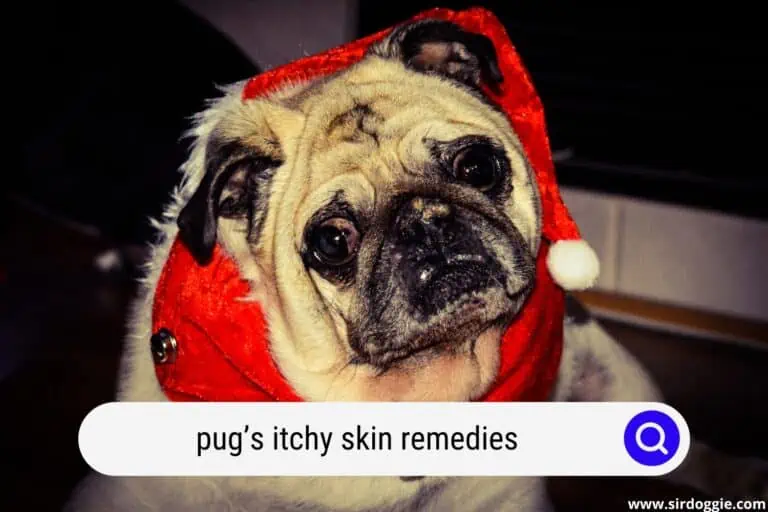 Pug’s Itchy Skin Remedies: 5 Common Canine Scratching Reasons and Effective Treatment Options