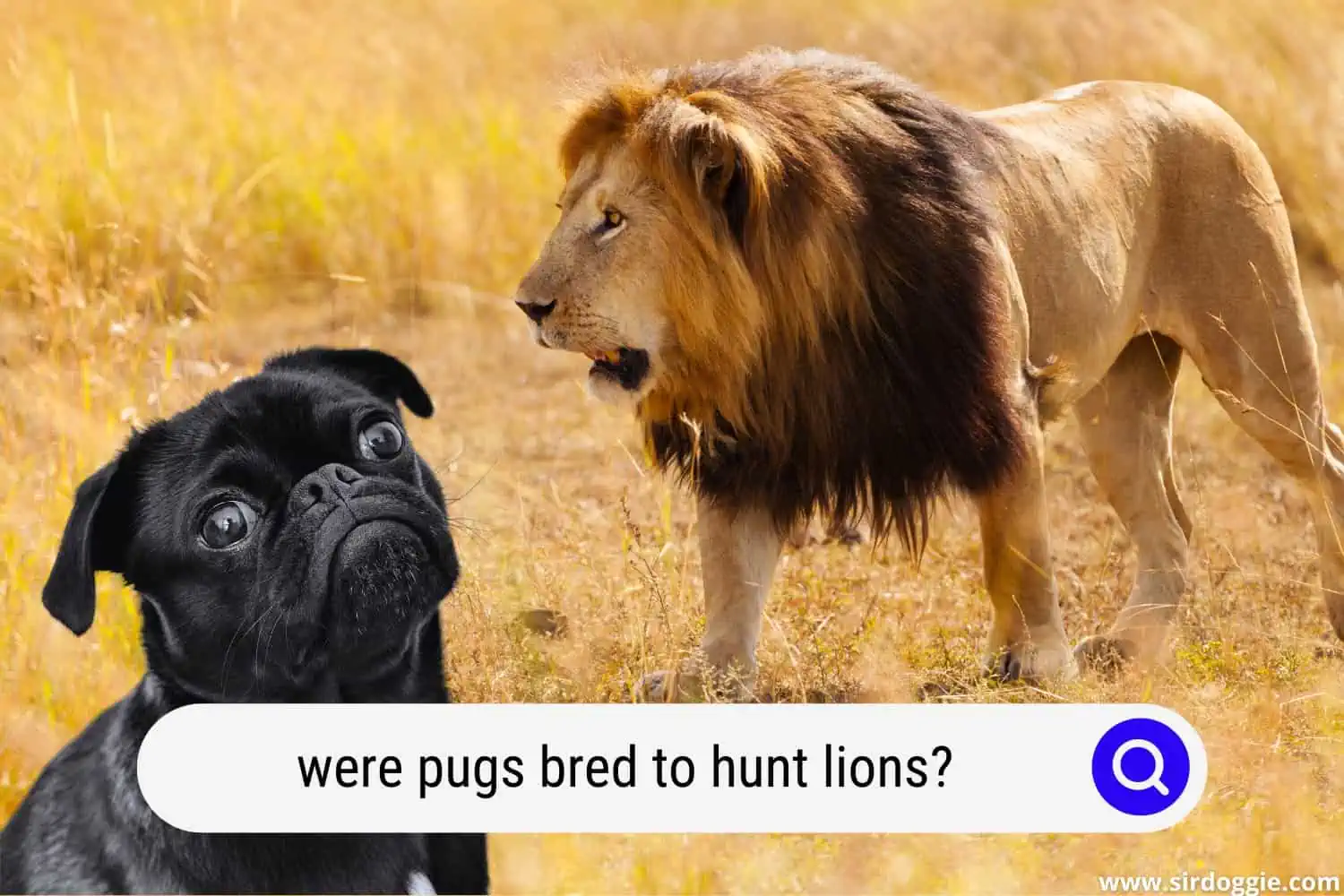 were pugs bred to hunt lions