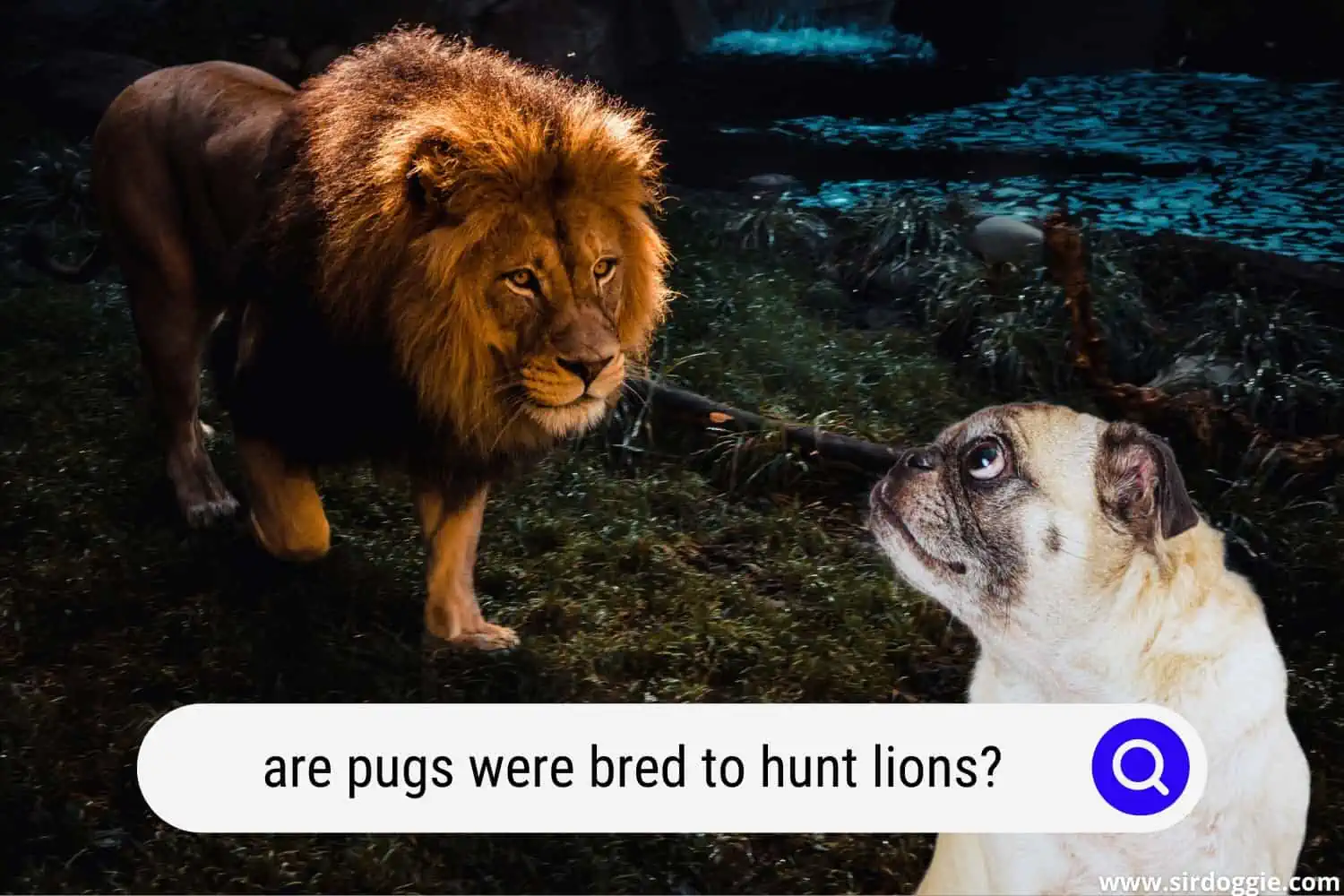 are pugs were bred to hunt lions
