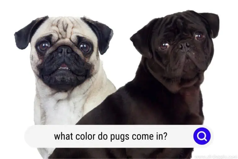 What Color Do Pugs Come In?