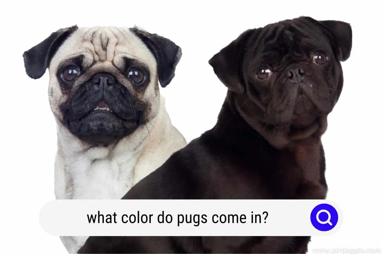 what color do pugs come in