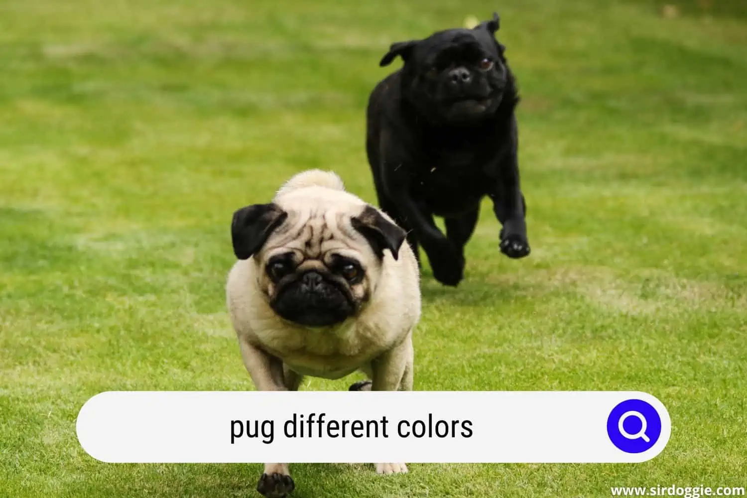 pug different colors