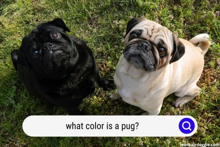 What Color Is A Pug?