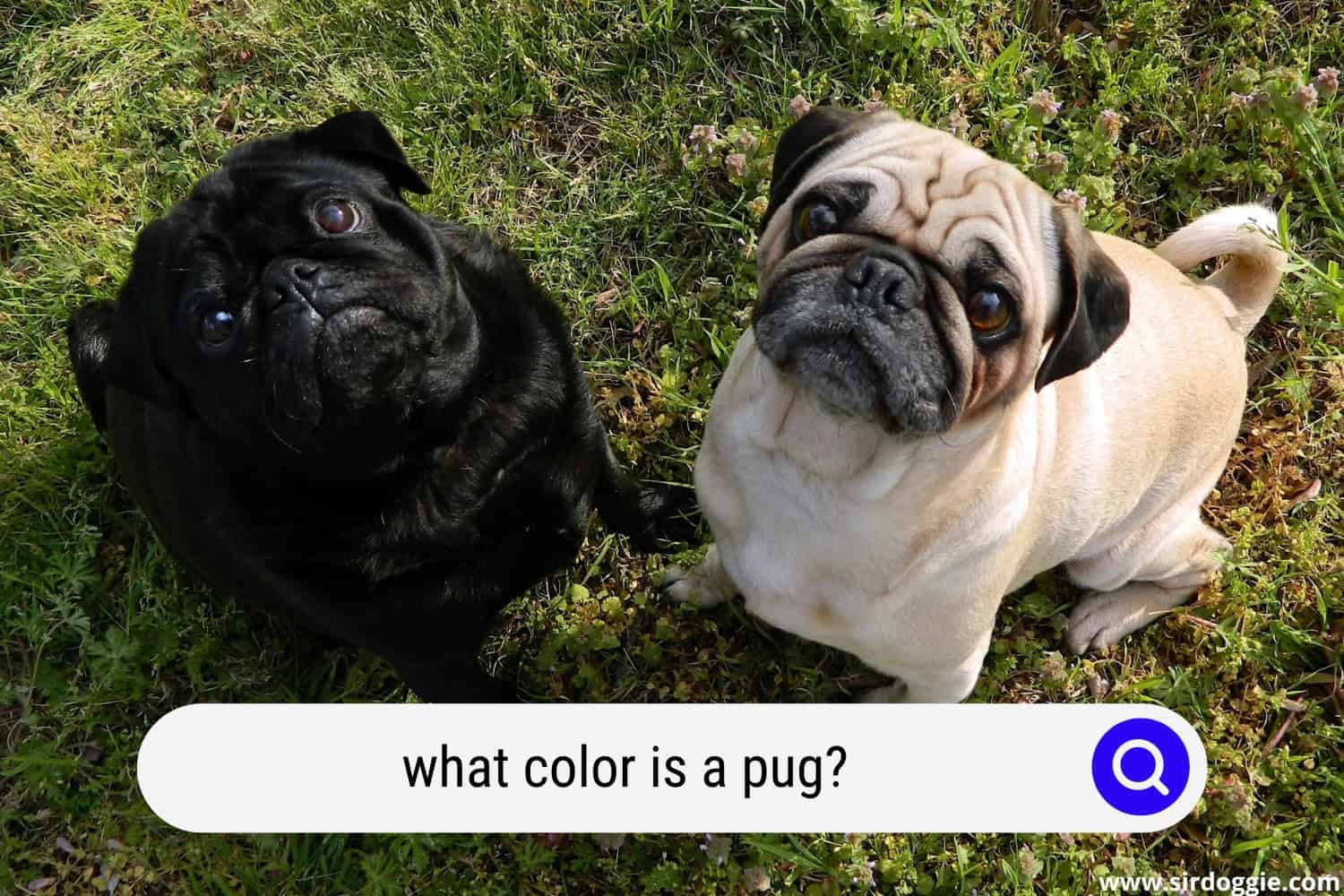what color is a pug