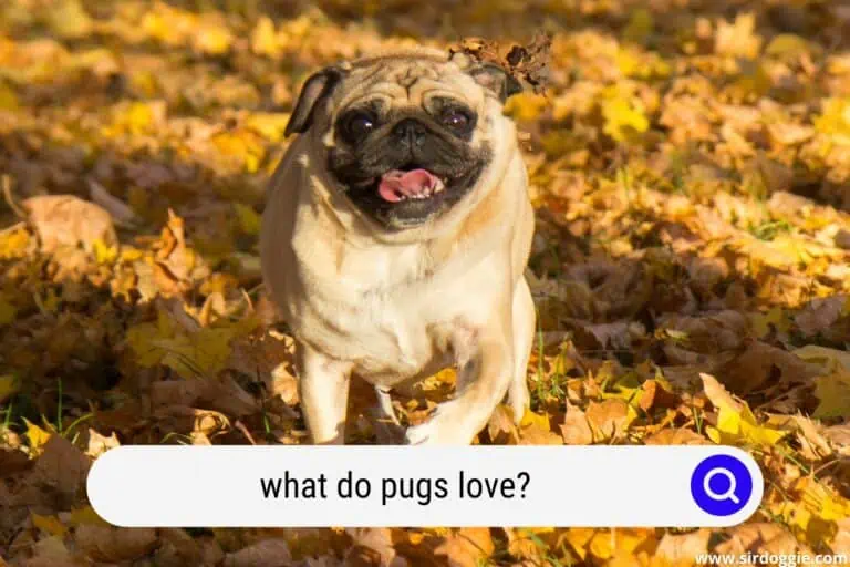what do pugs love
