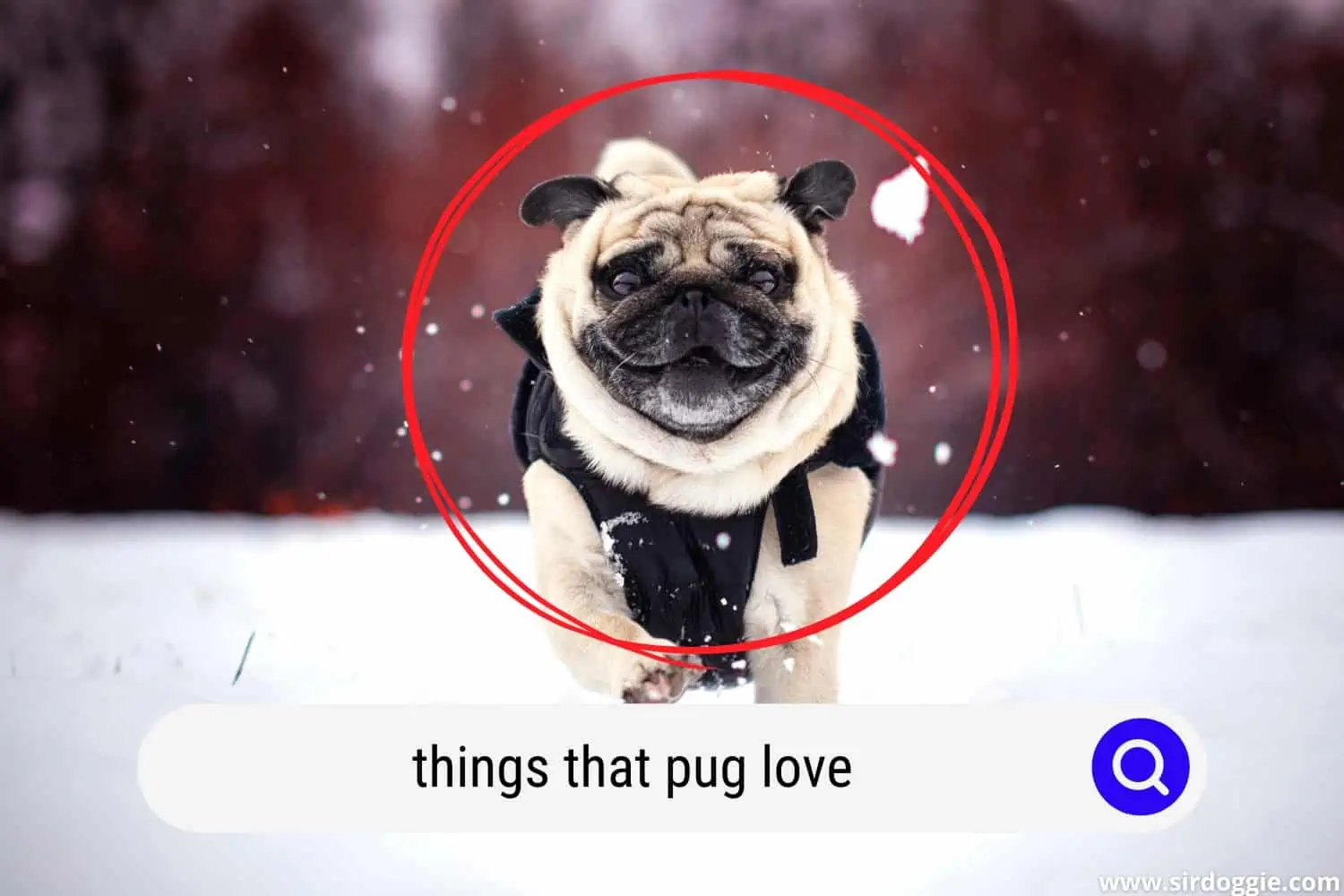 things that pug love