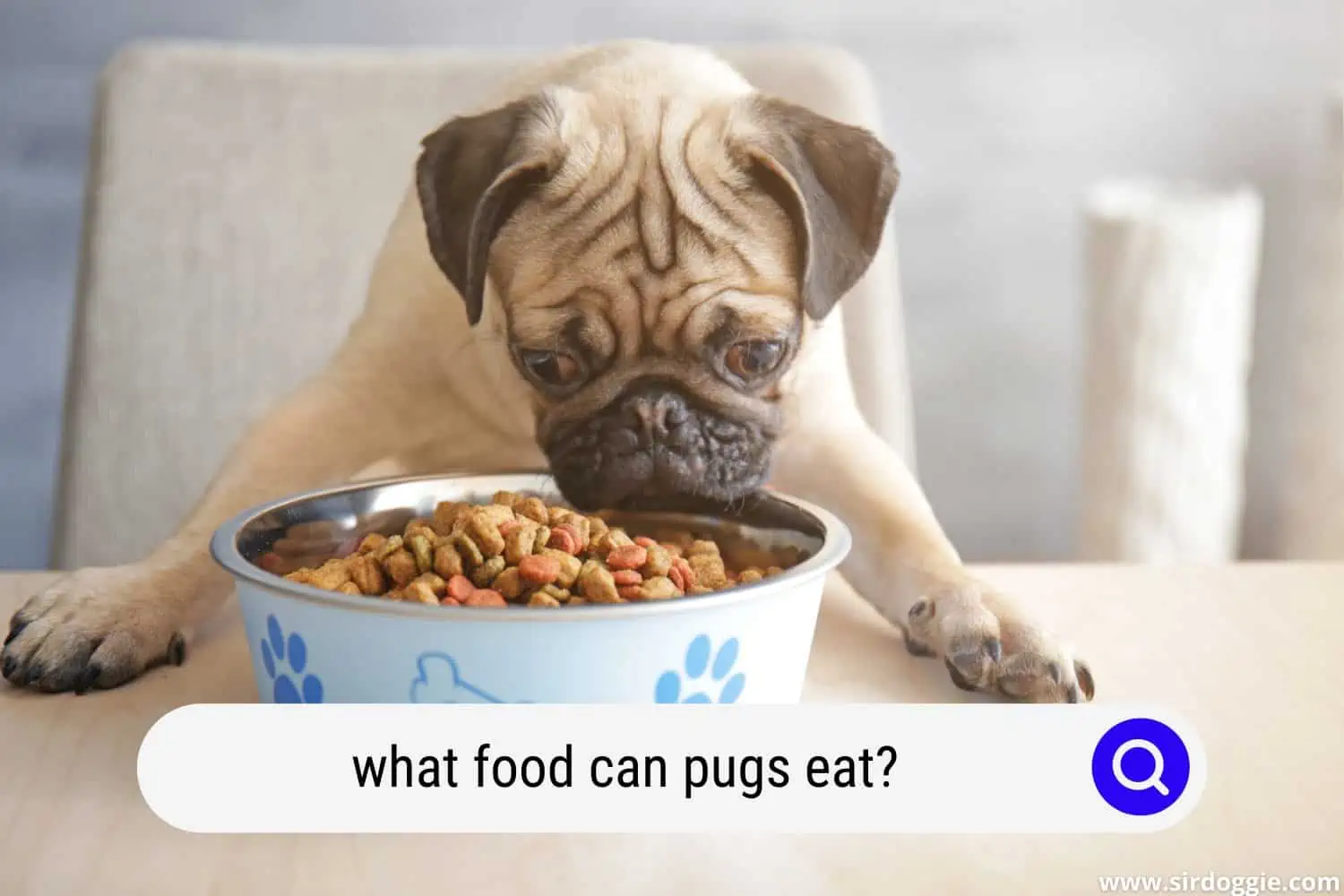 what food can pugs eat
