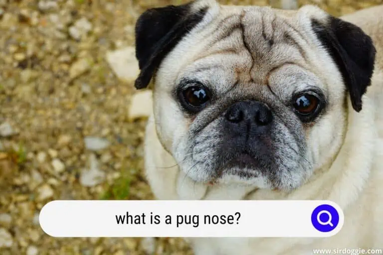 what is a pug nose