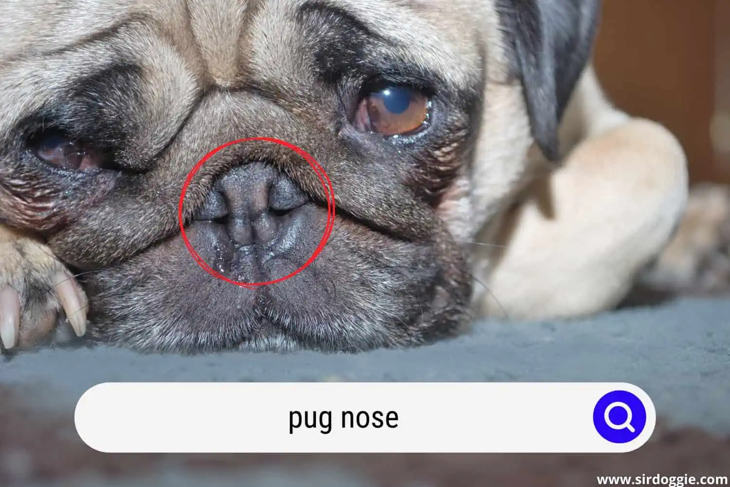 pug nose