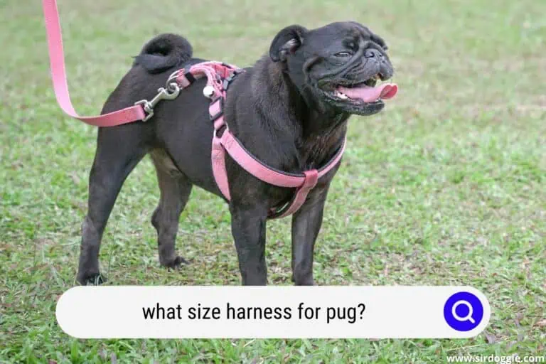 what size harness for pug