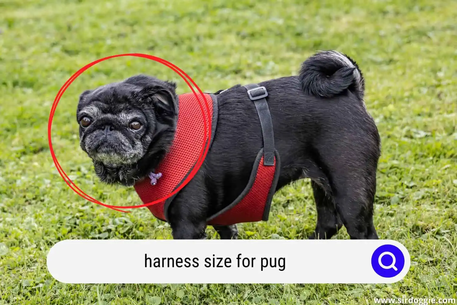 harness size for pug