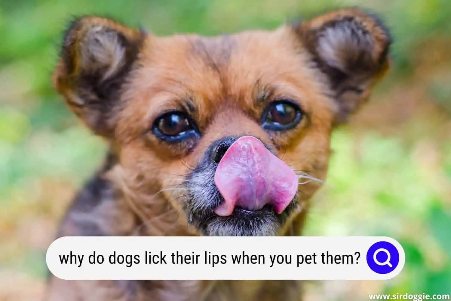 why do dogs lick their lips when you pet them