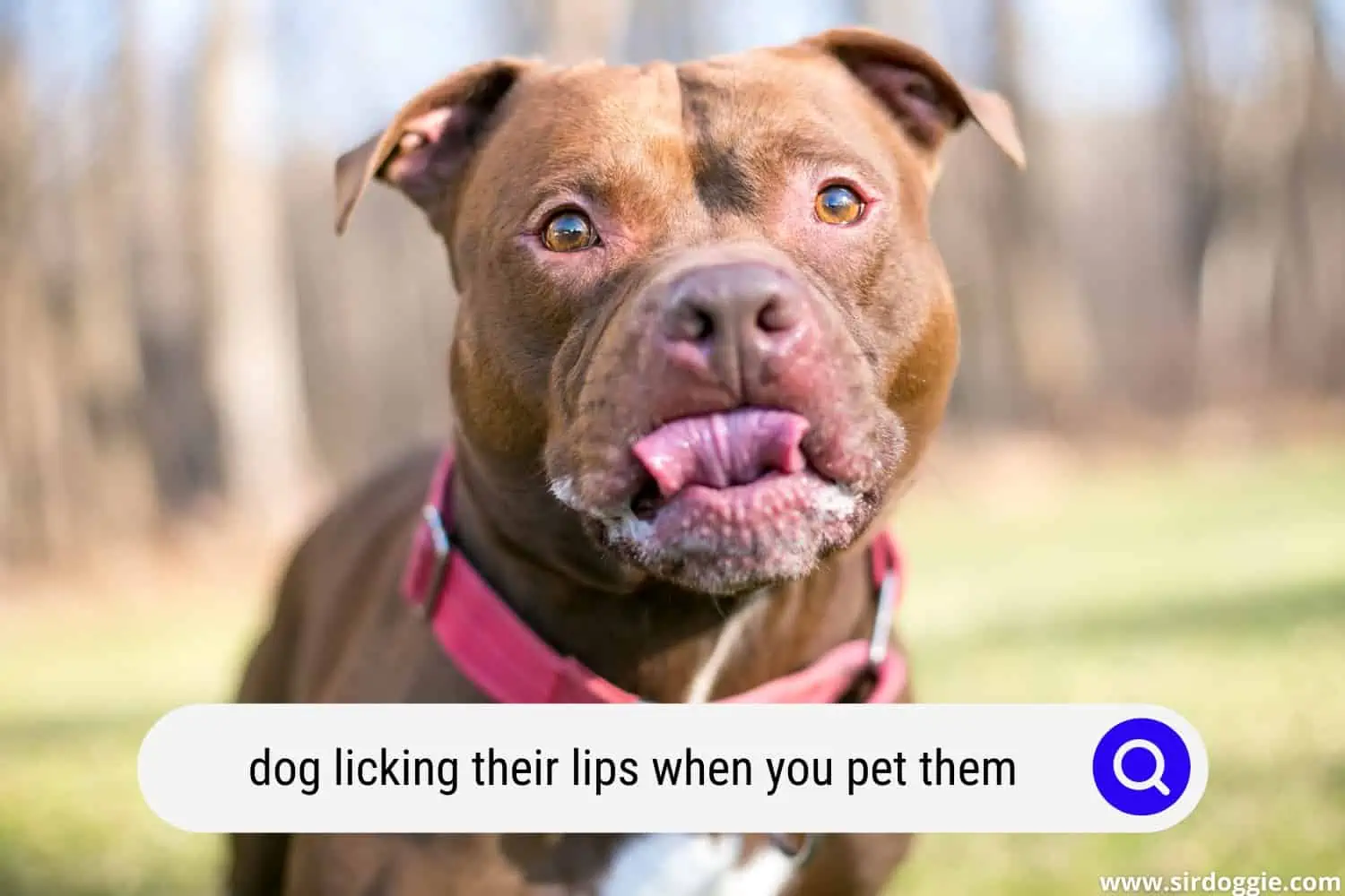 dog licking their lips when you pet them