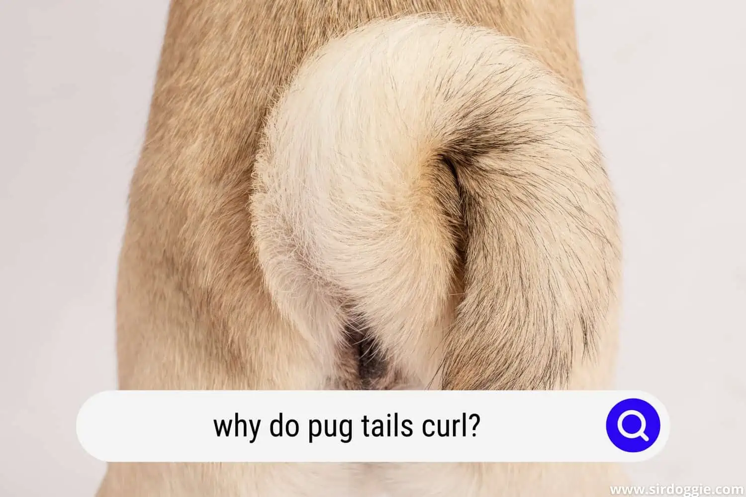 why do pug tails curl