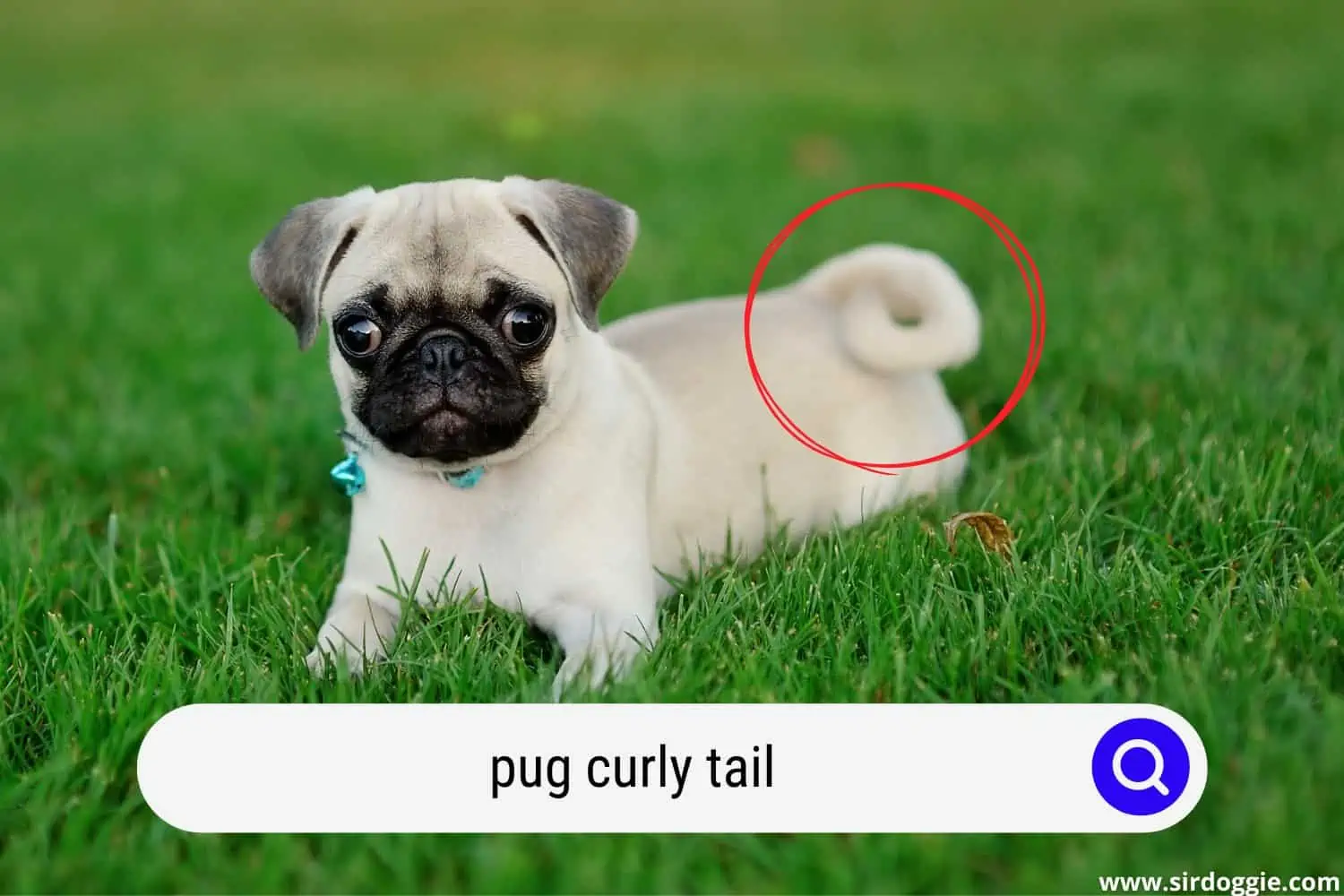 pug curly tail