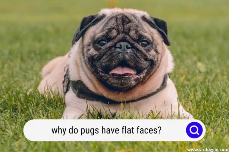 why do pugs have flat faces