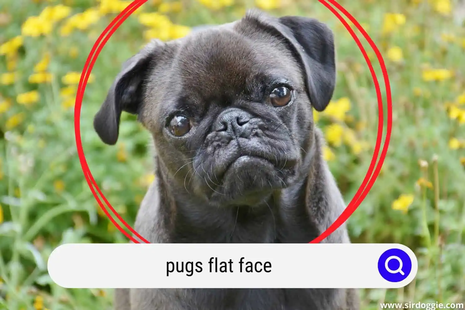 pugs flat face