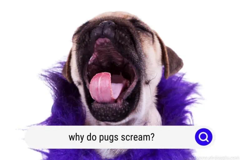 why do pugs scream