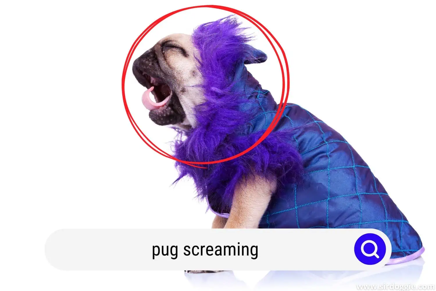 pug screaming