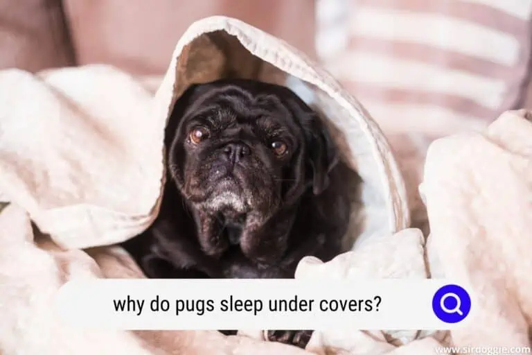 why do pugs sleep under covers