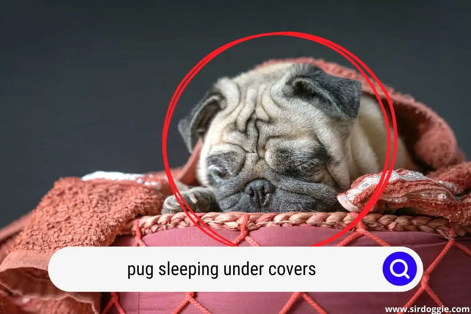 pug sleeping under covers