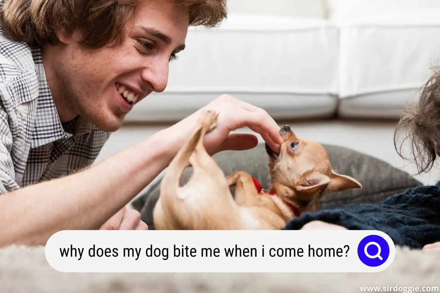 why does my dog bite me when i come home