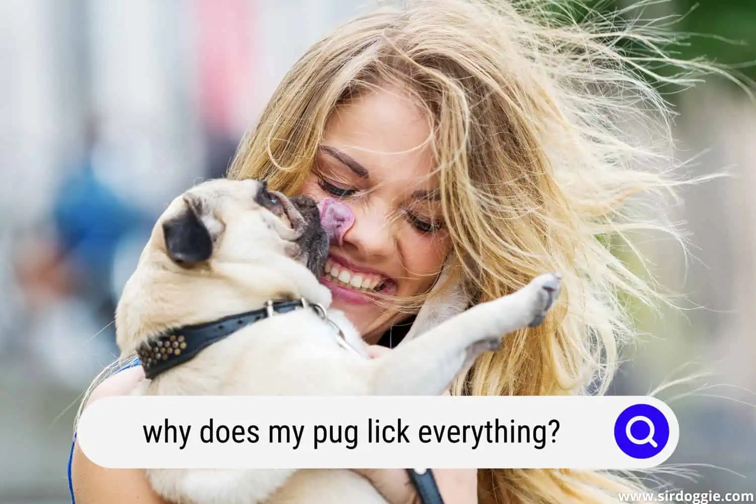 why does my pug lick everything