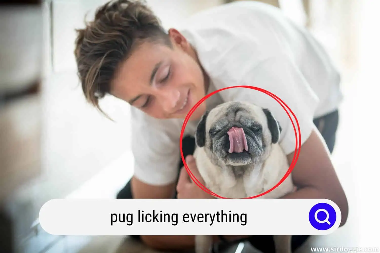 pug licking everything