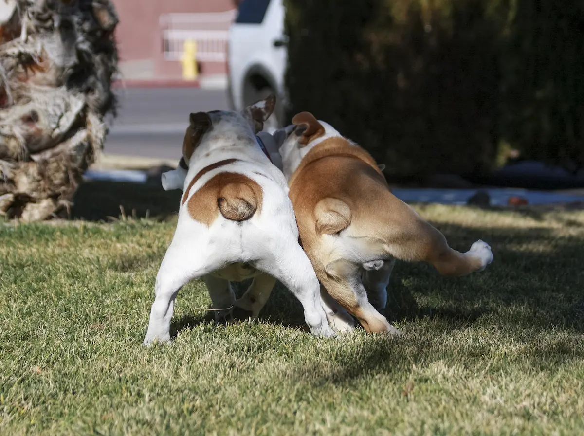 are english bulldogs born with long tails