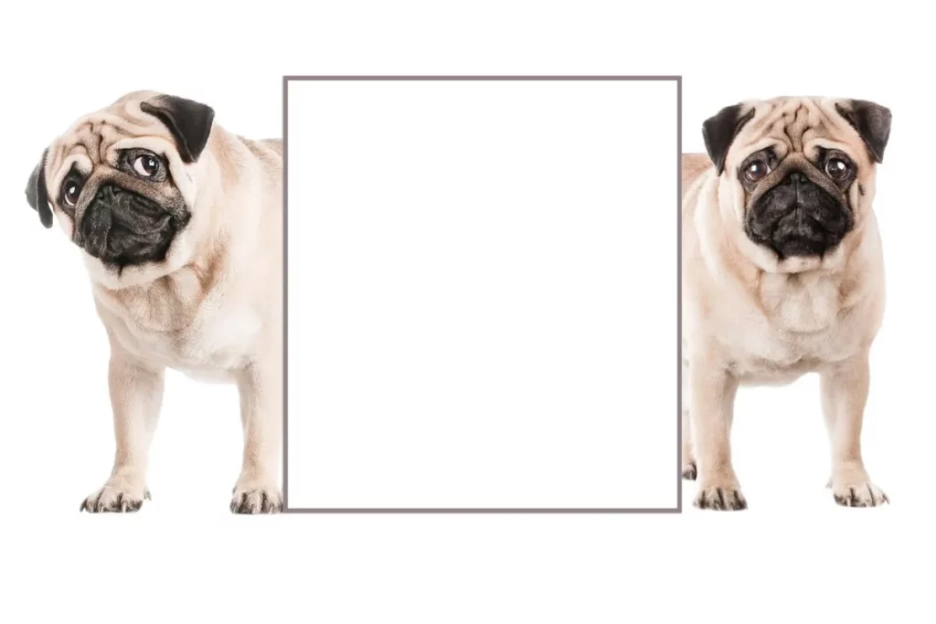 two pugs standing side by side with object in between