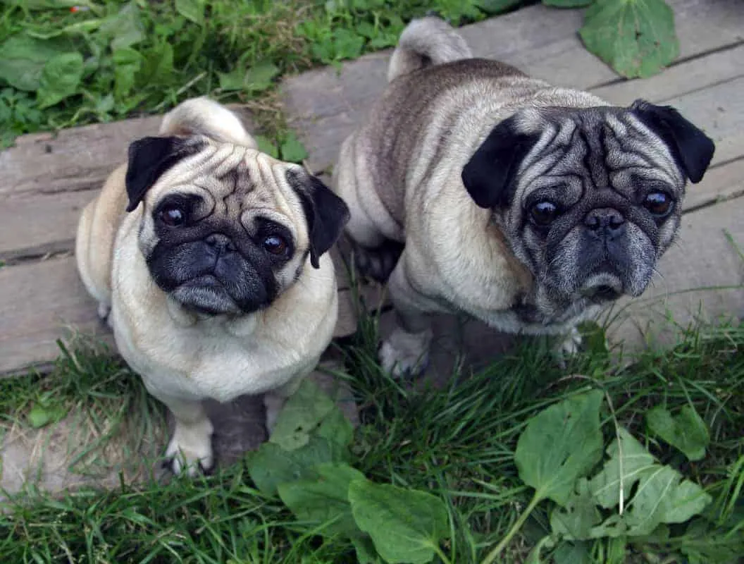 two pug dogs sitting on ground next to each other looking up