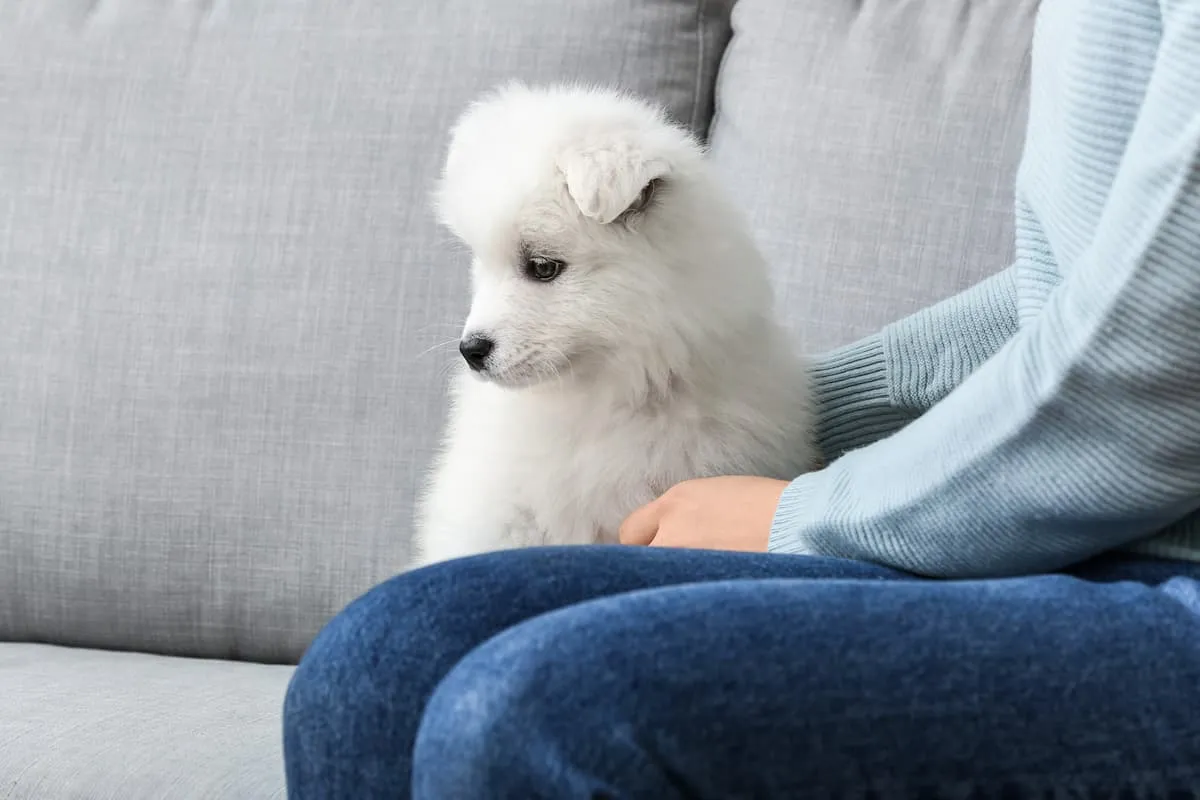fluffy samoyed dog sitting on couch