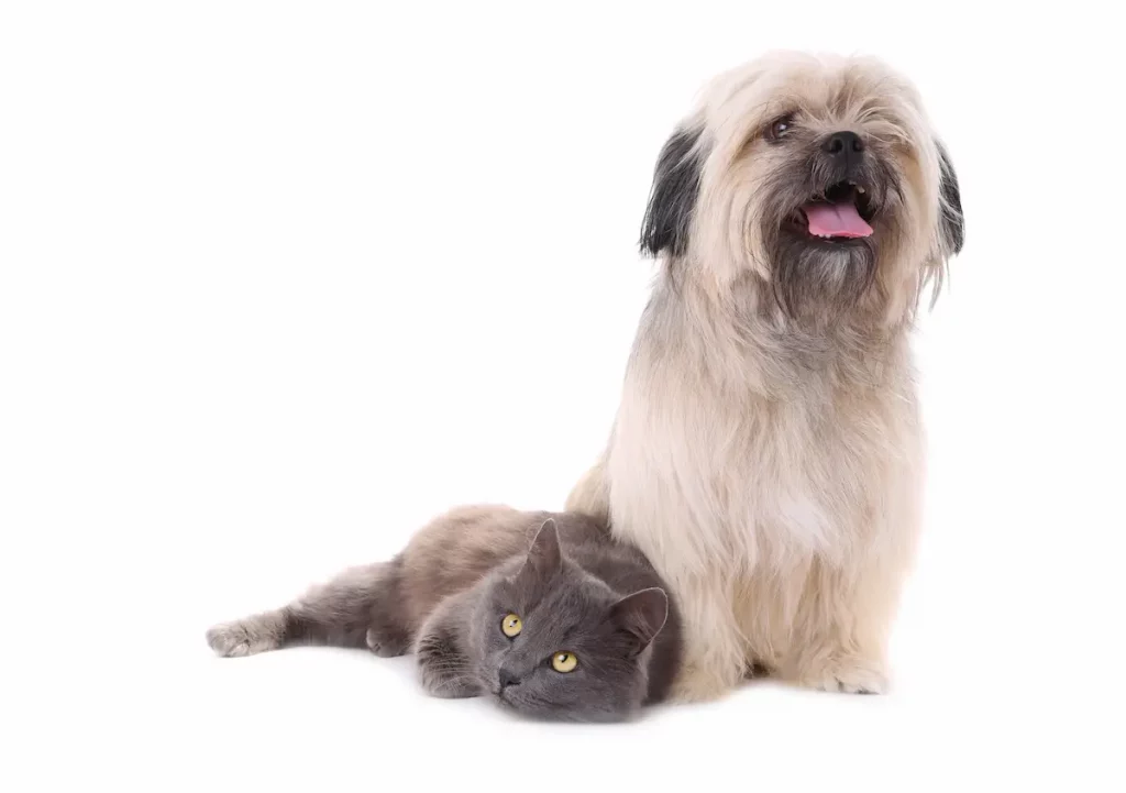 Shih Tzu being Good With Cat lying next to them