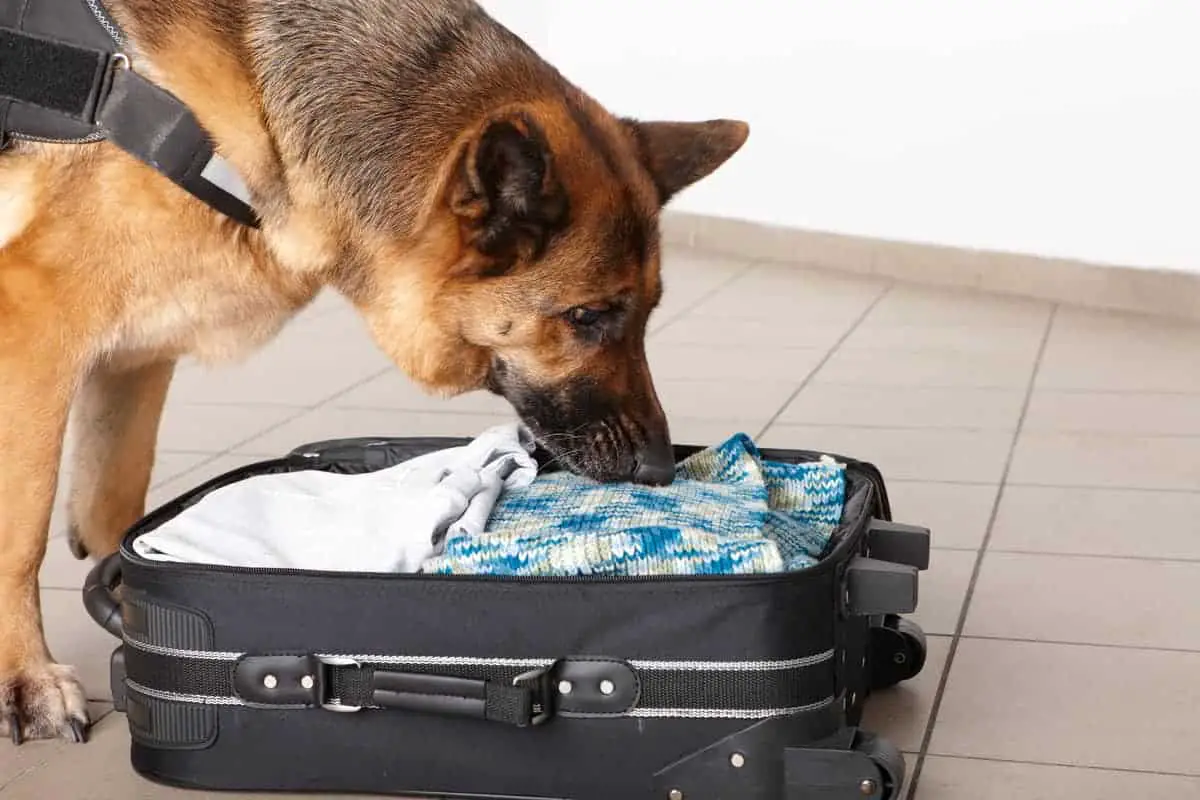 dog sniffing airport luggage