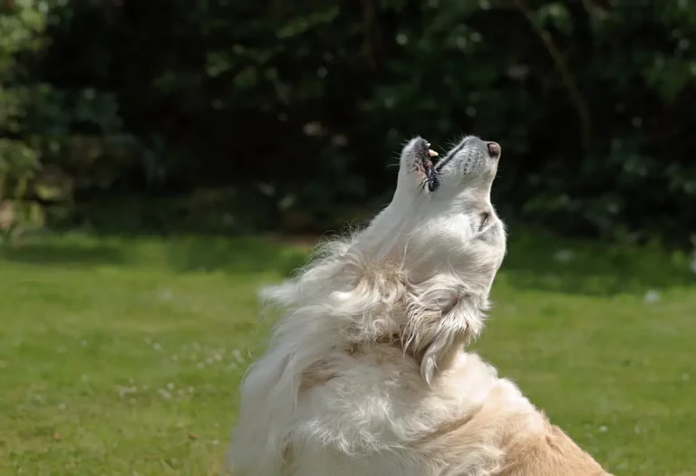 Do Dogs Get Tired Of Barking? Tips For Excessive Barking