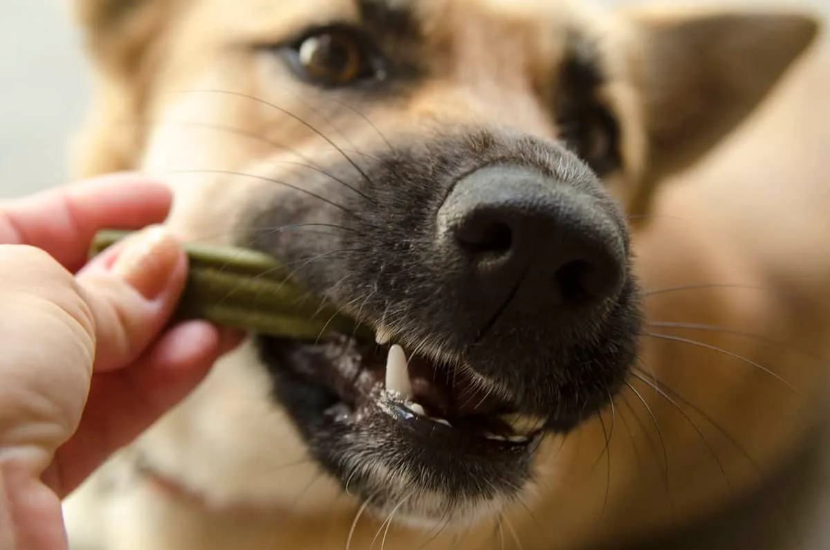 close up of dog chewing dental treat with black gums