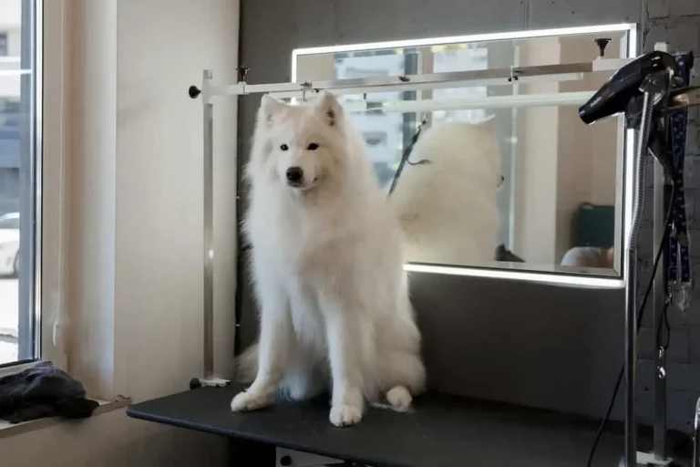 Best Dog Dryers For Samoyed [TOP 3 REVIEWED]