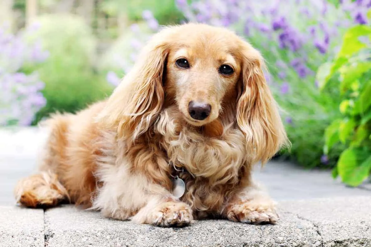 English Cream Dachsund laying down