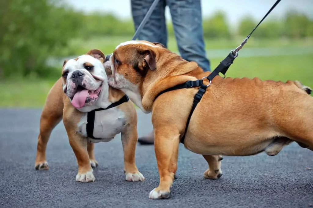 two english bulldogs walking