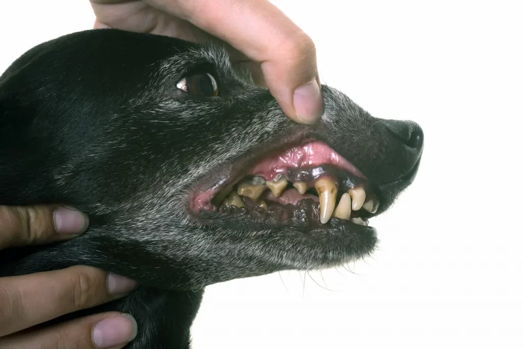 Close up of dog tartar on teeth with dogs lip being held up to see