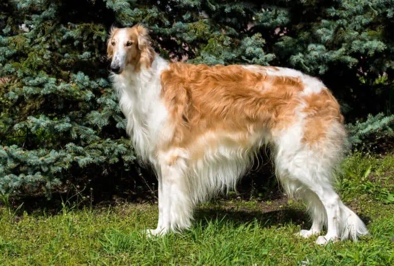 Top 10 Most Common Russian Dog Commands
