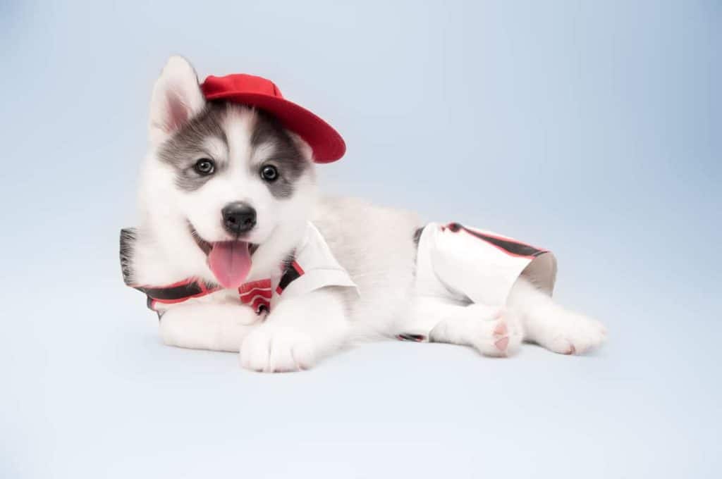 husky puppy lying on floor with hat on