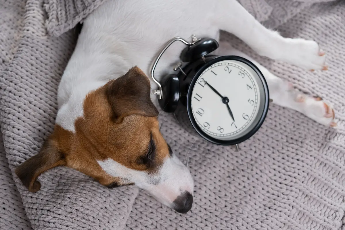 exhausted dog sleeping on bed next to alarm clock