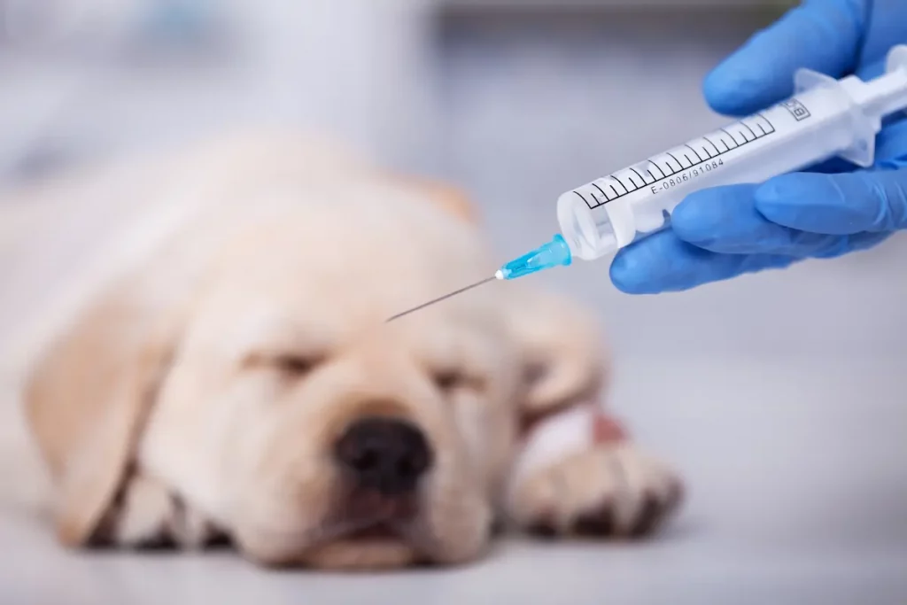 dog laying down eyes closed with ready syringe held in foreground